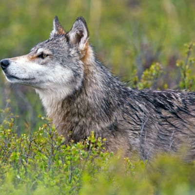 study wolves of Denali