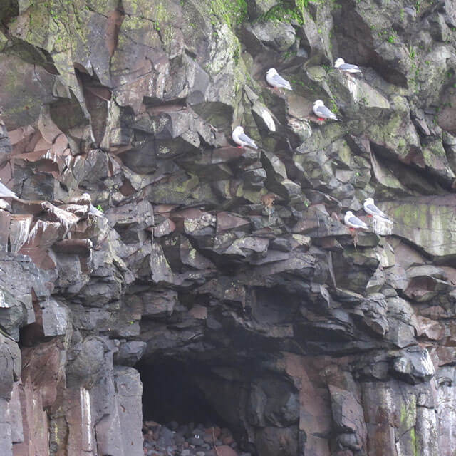 birds in rocks on st george